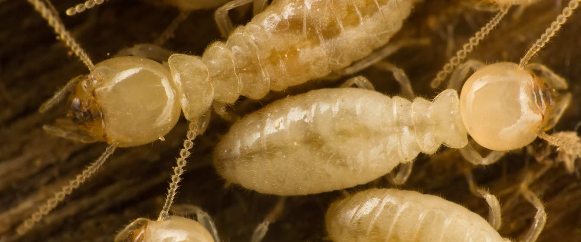 Termite Lawsuits