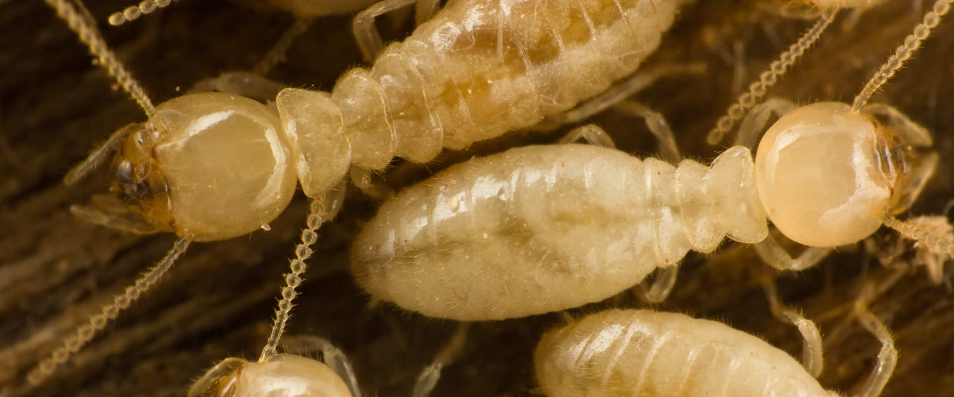Closeup Picture of Termites