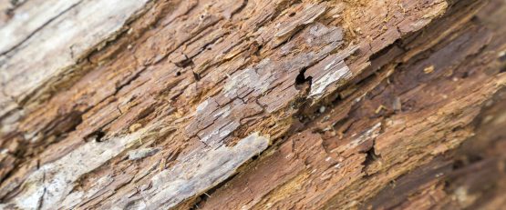 Close-up of decayed wood showing fragmented, peeling surface texture with various shades of brown and beige.